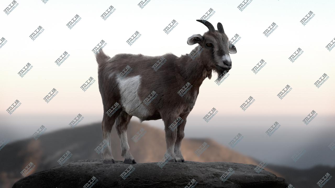 images/goods_img/202104092/Goat-Fur-Rigged model/3.jpg